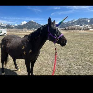 Unicorn horn for horse or pony